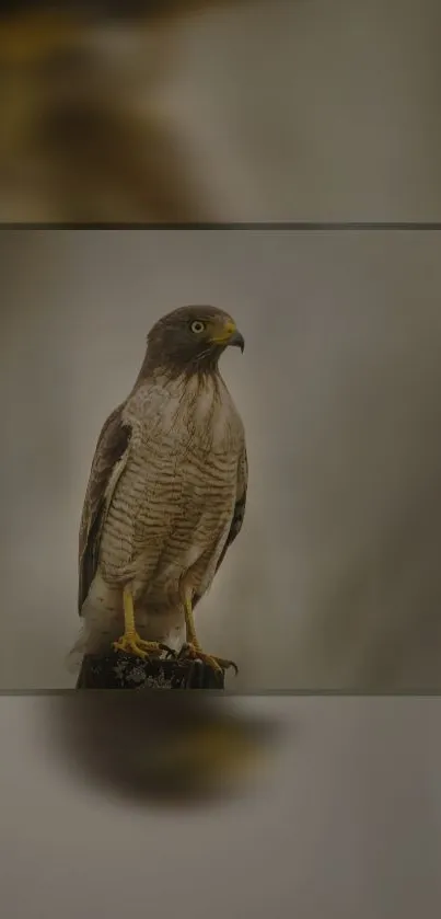 Elegant hawk perched in natural setting, brown tones.