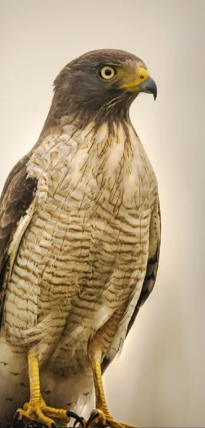 Elegant hawk perched on a post with a soft beige background.