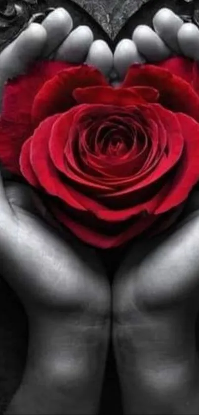 Heart-shaped red rose held in hands on a mobile wallpaper.