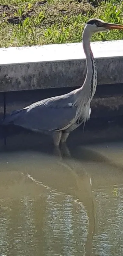 Elegant heron standing by a calm lakeside with peaceful reflections.