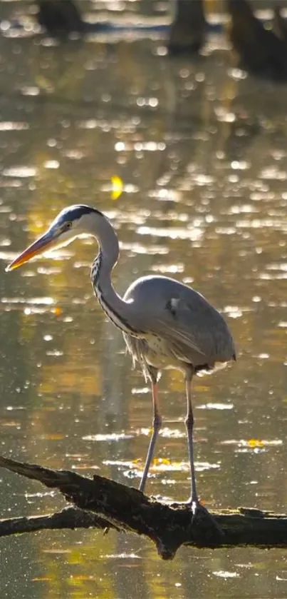 Heron standing by shimmering water at sunset, creating a serene natural scene.