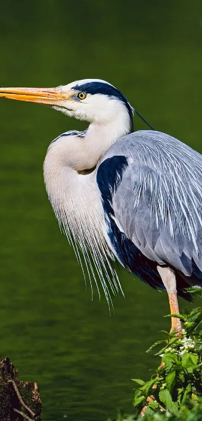 Heron at the lake with lush green background.