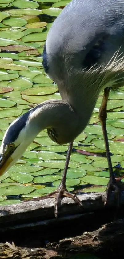 Elegant heron standing in a lily pond.