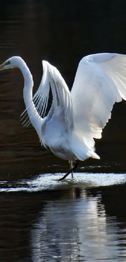 Elegant white heron with wings spread on calm water background.