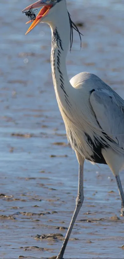 Heron standing on a muddy shore with mouth open against a calm background.