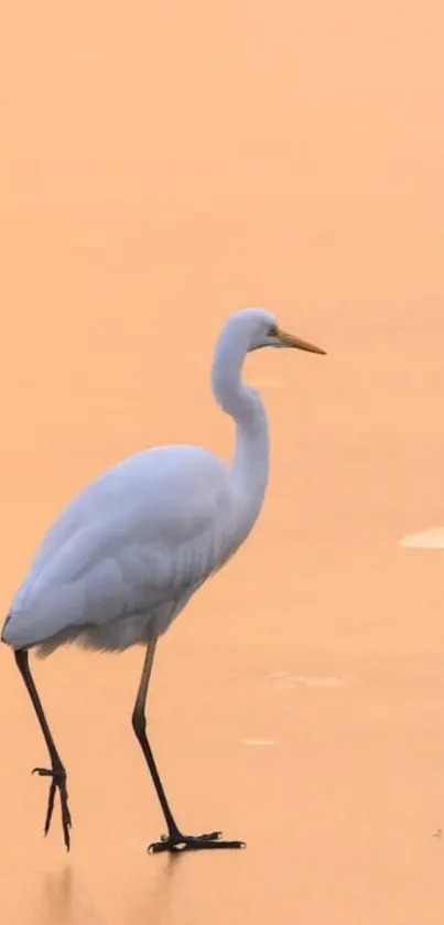 Heron gracefully walking on a sunset beach with a peach sky backdrop.