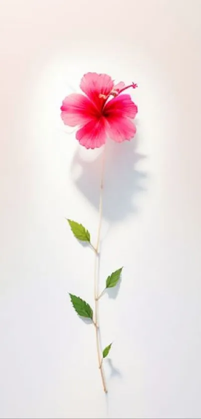 Pink hibiscus flower with leaves on a light background.