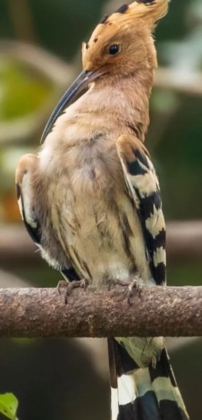 Majestic hoopoe bird perched on branch, elegantly displayed.