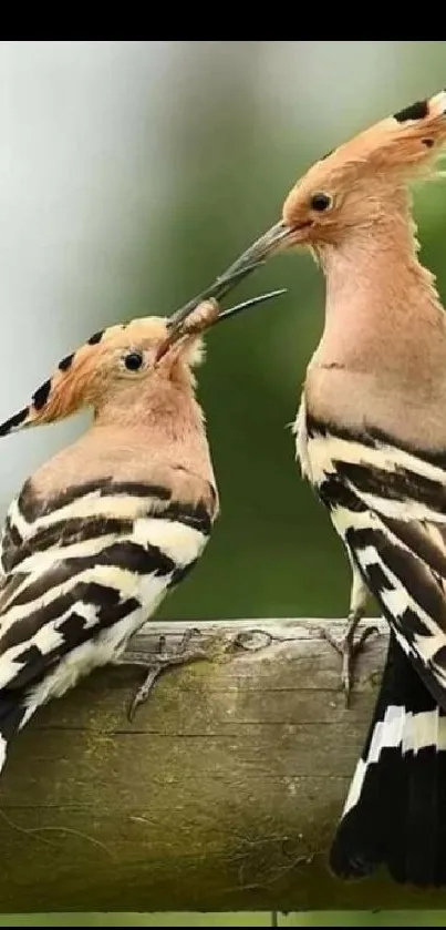 Stunning mobile wallpaper featuring two hoopoes perched elegantly on a branch.