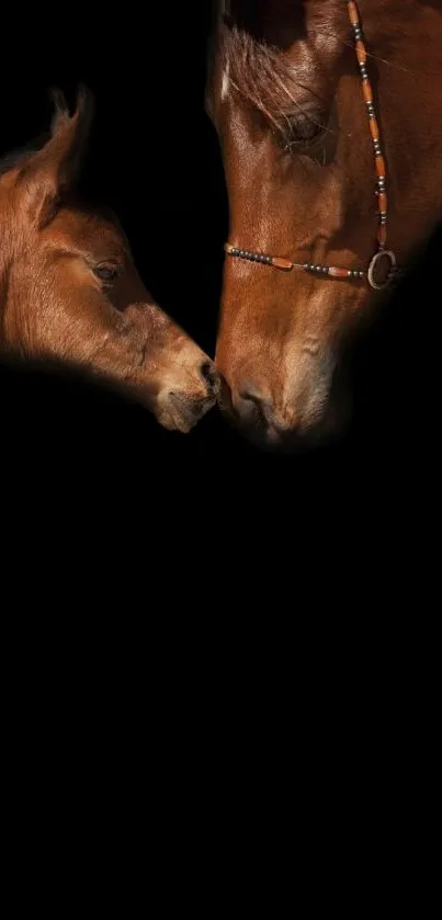 Elegant horse and foal on black background.