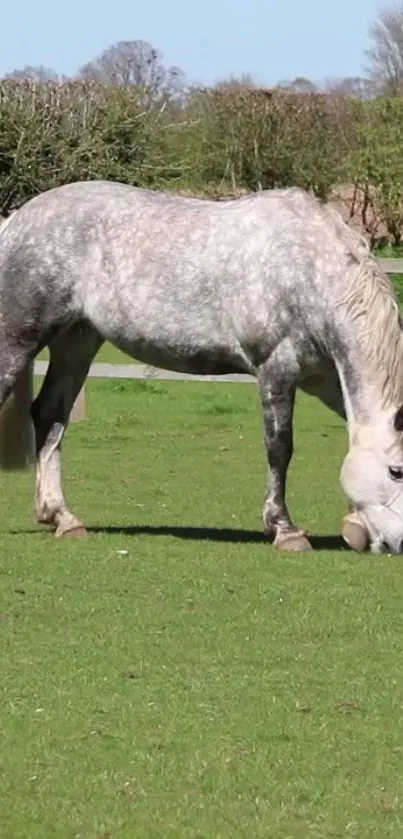 Gray horse grazing peacefully in a lush, green field.