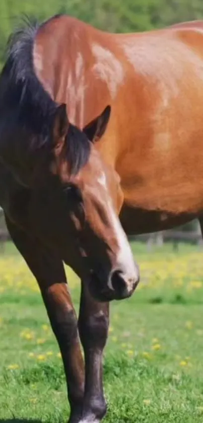 Majestic brown horse grazing on a sunny green field.