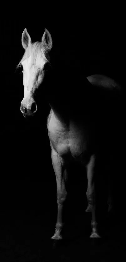 Striking black and white horse silhouette wallpaper.