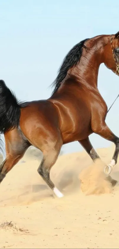 Elegant brown horse galloping in the desert sand against a blue sky.