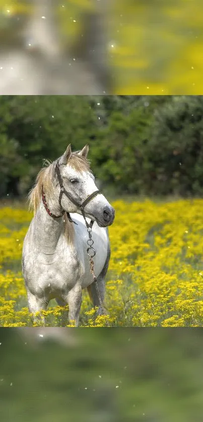 White horse standing in vibrant yellow flower field.