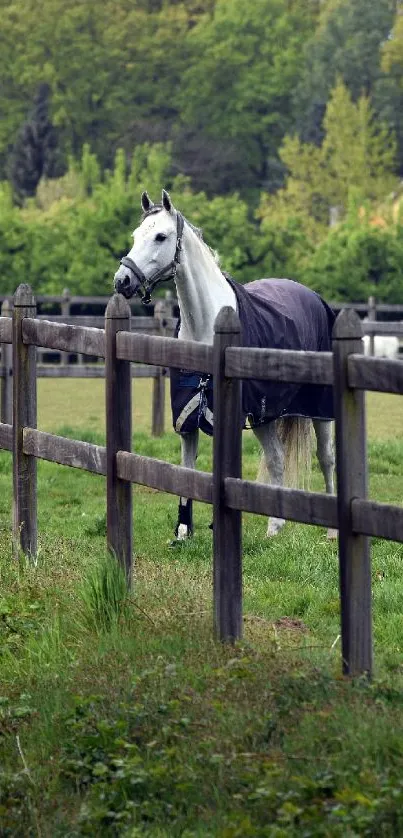 Elegant white horse in a green pasture surrounded by fences.