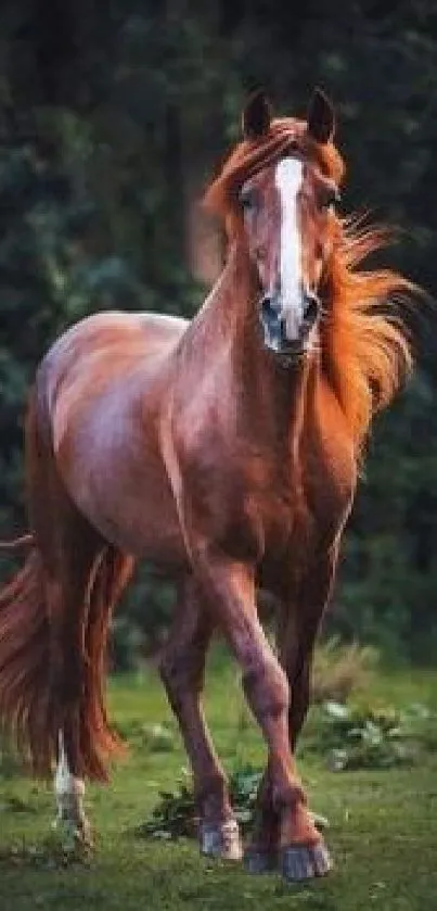 Elegant horse in a lush green forest setting.