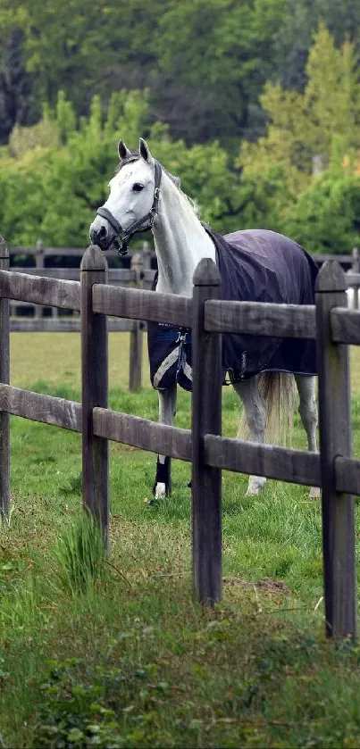 A white horse stands in a green pasture behind a wooden fence.