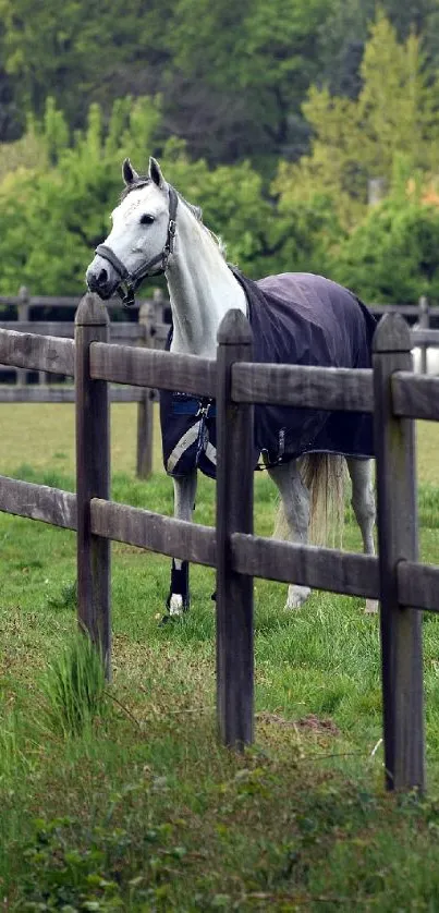 White horse standing in a green pasture behind a wooden fence.