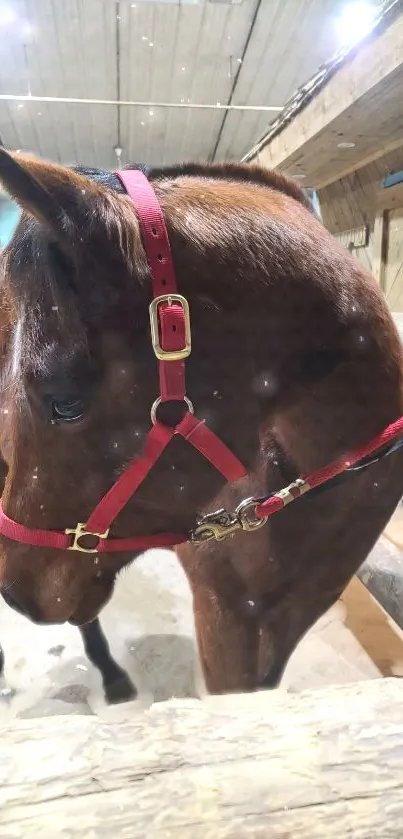 Brown horse in a rustic stable setting with red bridle.