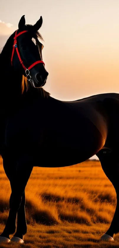 Majestic black horse with red bridle in a golden sunset field.