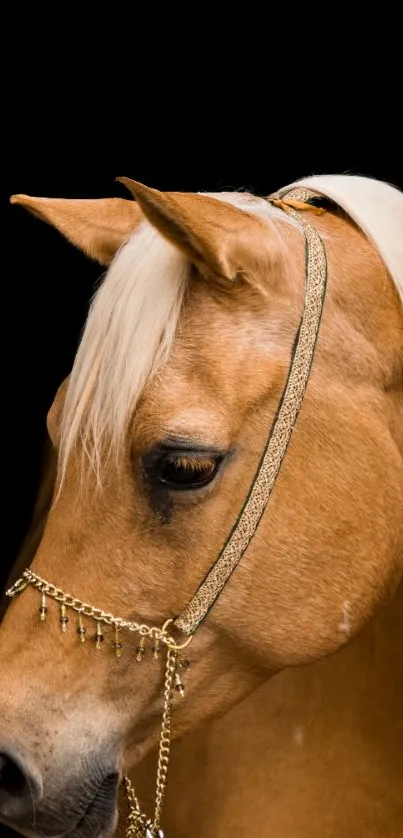 Elegant chestnut horse with golden bridle on black background.