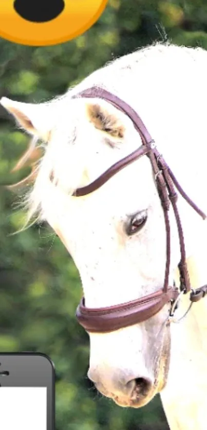 Elegant white horse with brown bridle on lush green background.