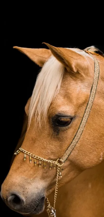 Elegant horse with a golden harness on a black background.