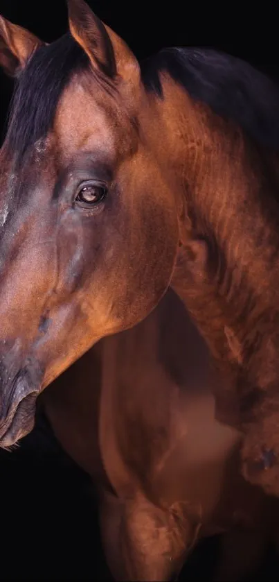 Elegant chestnut horse on a black background, perfect for wallpaper.