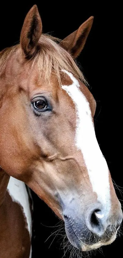 Portrait of a majestic brown horse against a black background.