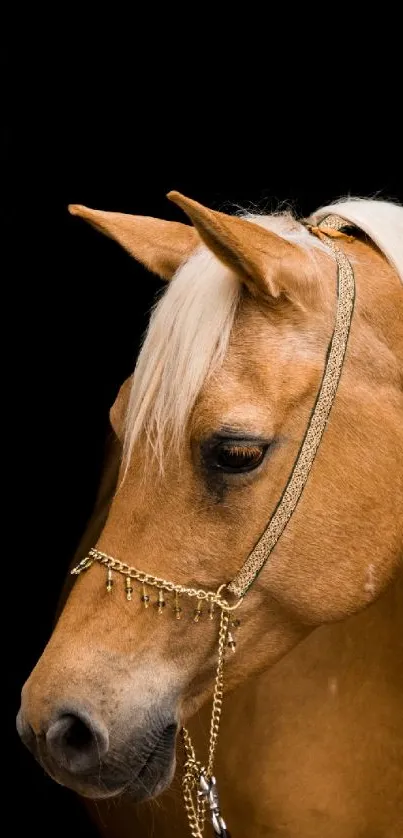 Palomino horse with golden mane on black background mobile wallpaper.