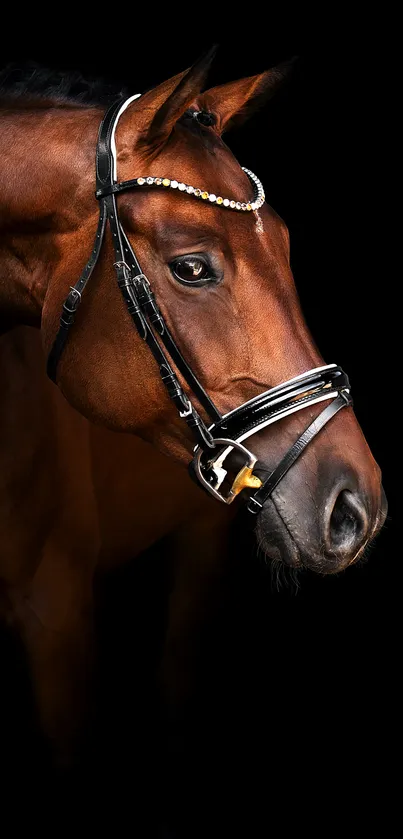 Elegant brown horse on sleek black background