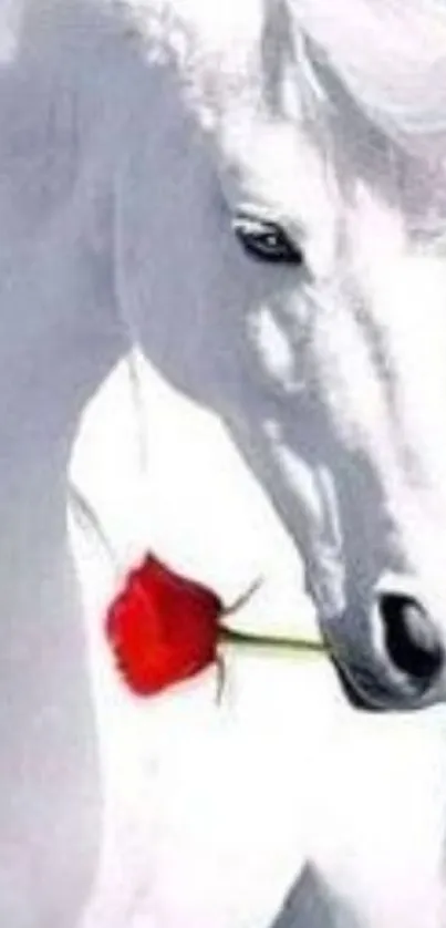 White horse with red rose mobile wallpaper.