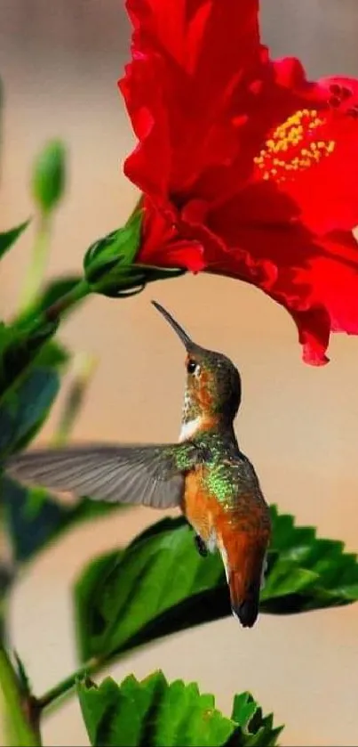 Hummingbird flying near a red flower.