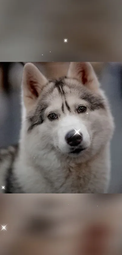 Captivating husky dog with stars on grey background wallpaper.