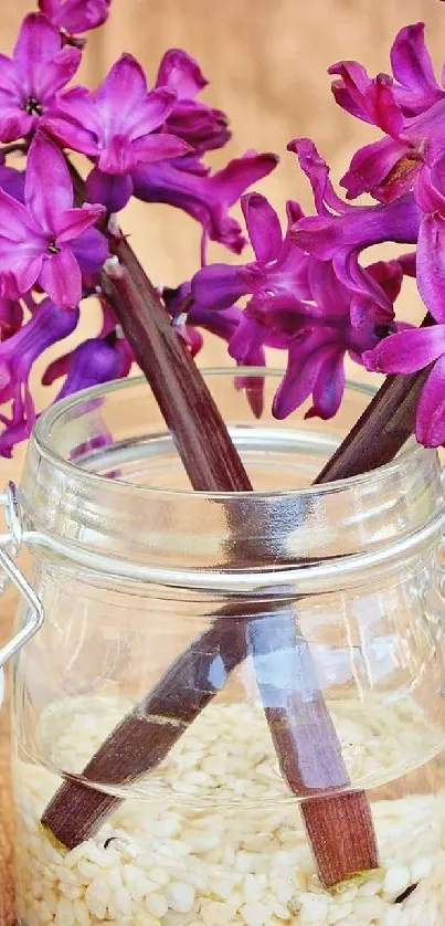Vibrant purple hyacinths in a glass jar with a brown background.