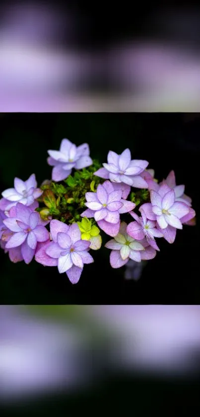 Purple hydrangea flowers against a dark background.