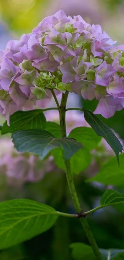 Pink hydrangea flower with green leaves