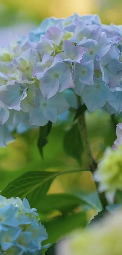 Mobile wallpaper featuring elegant hydrangea blossoms with lush green leaves.