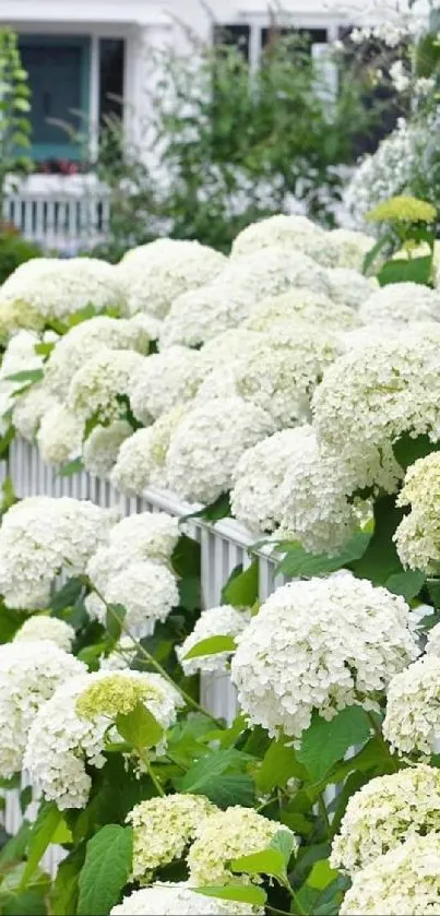 White hydrangea flowers along a picket fence in a peaceful garden.