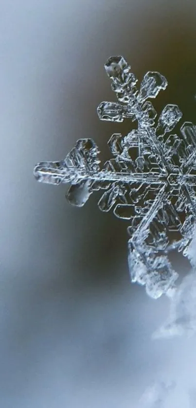 Close-up of a delicate ice snowflake with crystal details on a blurred background.