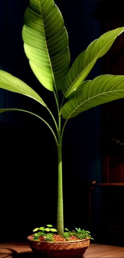 Green indoor plant in cozy, elegant room setting.