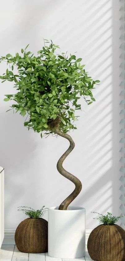 Elegant twisted trunk indoor plant wallpaper.