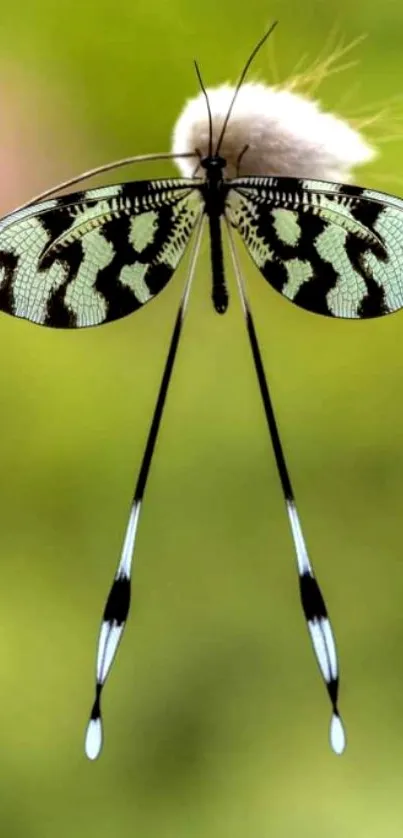 Graceful insect with long wings on lush green background.