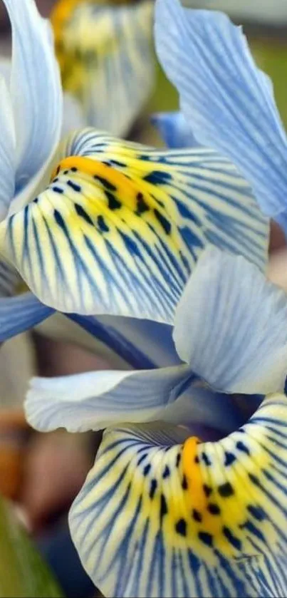 Close-up of intricate iris flowers with blue and yellow petals for mobile wallpaper.