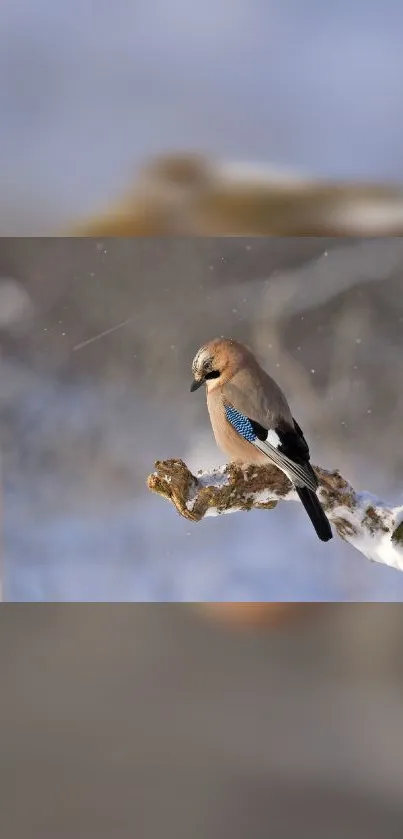 Jay bird perched on a snowy branch in winter.