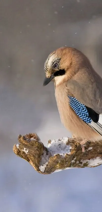 Jay bird perched on snowy branch against soft background.