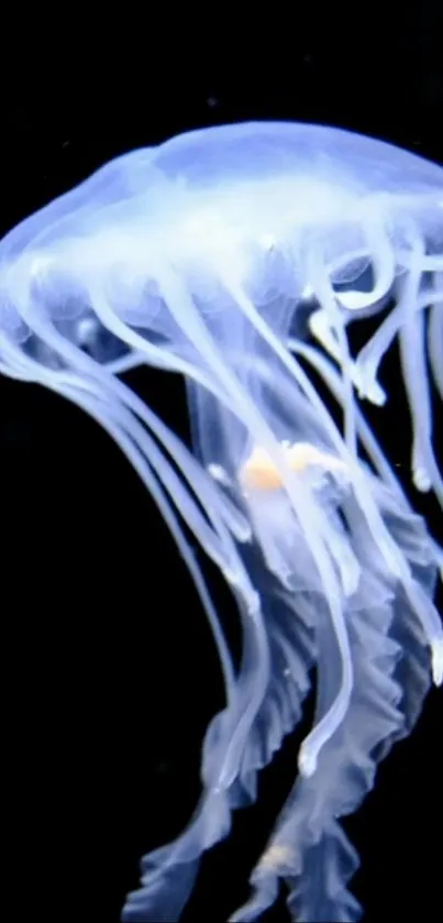 Elegant jellyfish glowing in the dark ocean backdrop for mobile wallpaper.