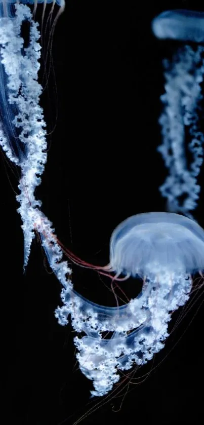 Elegant jellyfish moving gracefully against a dark ocean background.