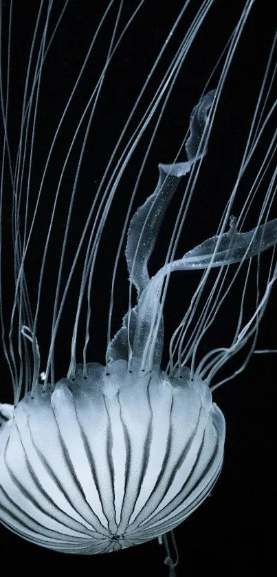 Black and white wallpaper featuring an elegant jellyfish with long tentacles.